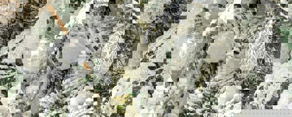 Image1